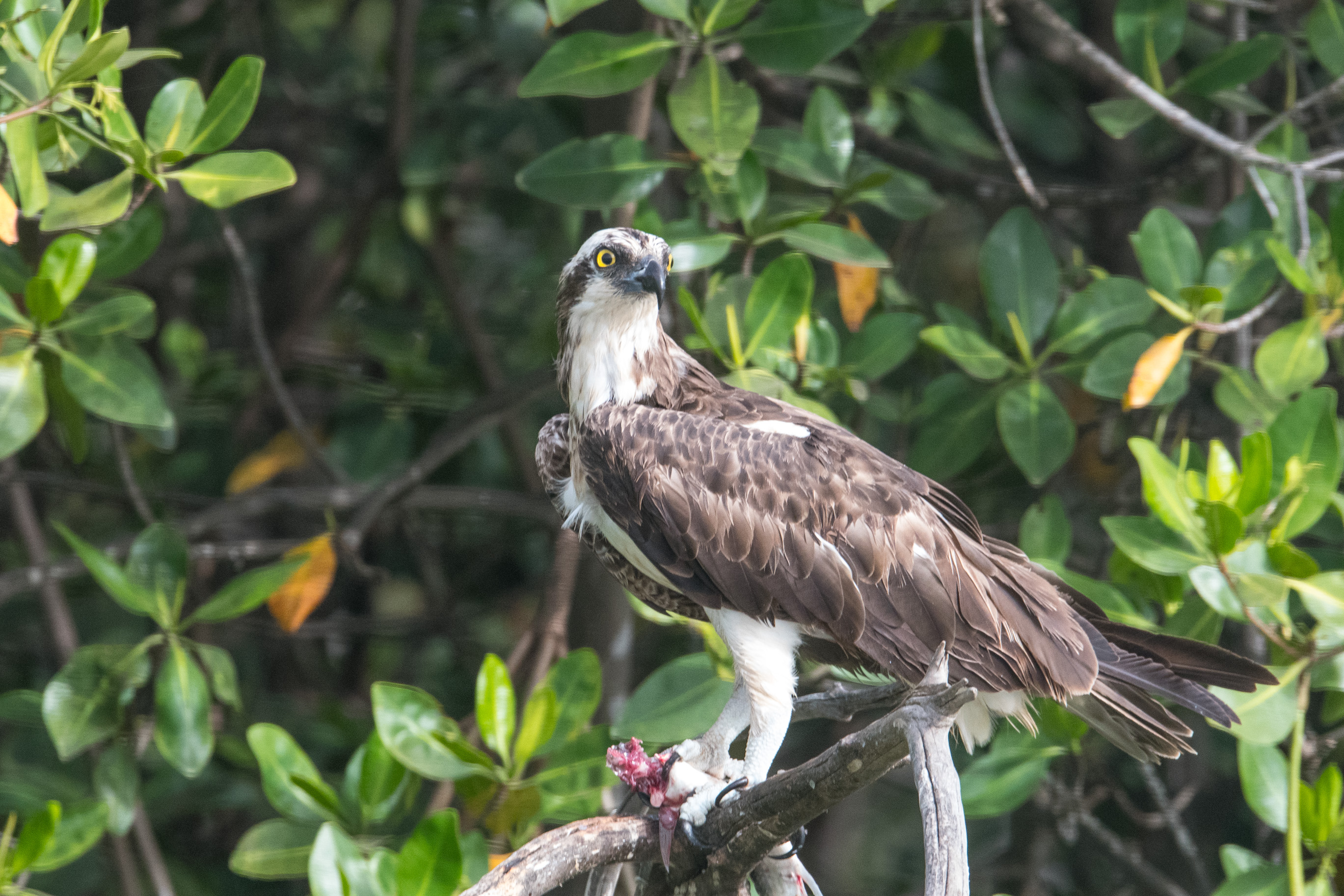 Balbuzard Pêcheur juvénile (Osprey, Pandion Haliaetus) perché dans la mangrove où il consomme le poisson qu'il vient de pêcher, Réserve Naturelle d'Intérêt Communautaire de la Somone. 